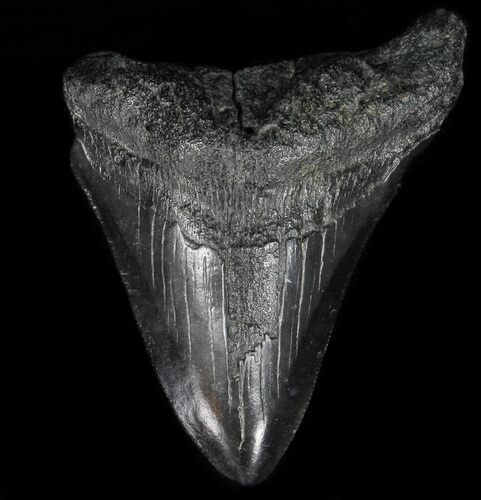 Partial, Megalodon Tooth - Georgia #56720